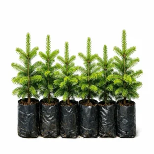 photo_01_fir_seedlings