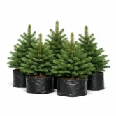 photo_02_spruce_seedlings