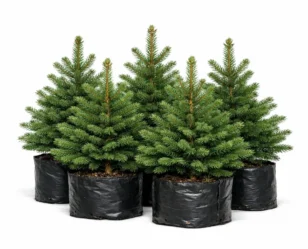 photo_02_spruce_seedlings
