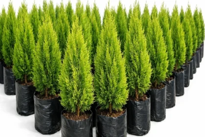 photo_03_thuja_nursery