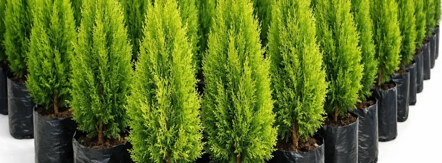 photo_03_thuja_nursery