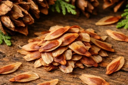 photo_08_thuja_seeds