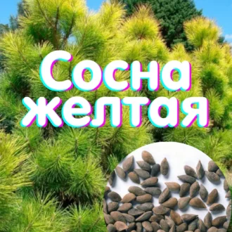 Сосна Желтая - семена 5 шт